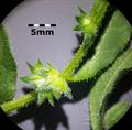 madwort ، catchweed